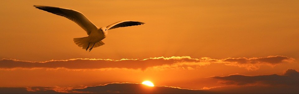 Read more about the article From Surviving to Thriving: The Role of Freedom in Human Potential