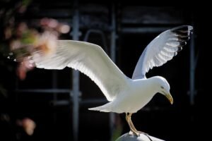 Read more about the article The Many Faces of Freedom: Understanding Its Impact on Society